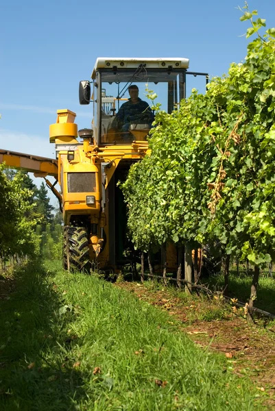 Harvesting Grapes — Stock Photo, Image