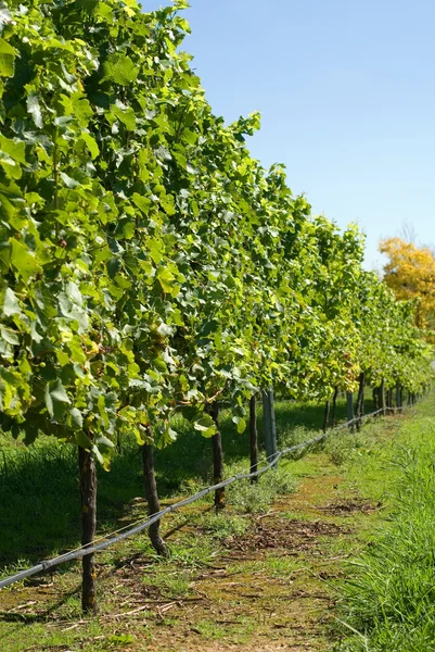 Vineyard Scene — Stock Photo, Image