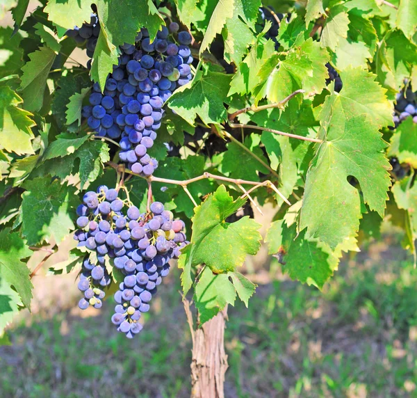 与葡萄串熟透的葡萄 — 图库照片