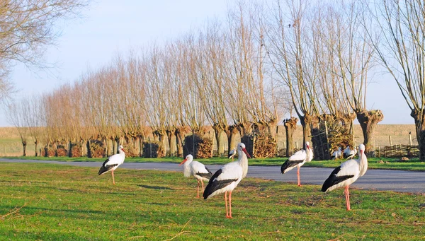 stock image Five storks