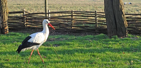 stock image Walking stork