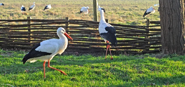 stock image Storks