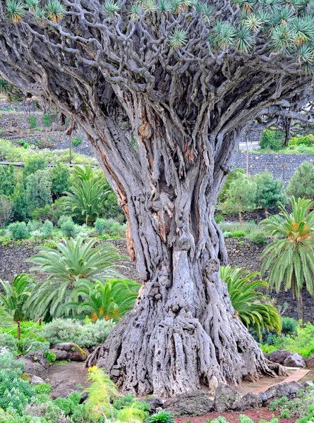 stock image Old dragon tree in Tenerife