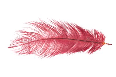Red feather clipart