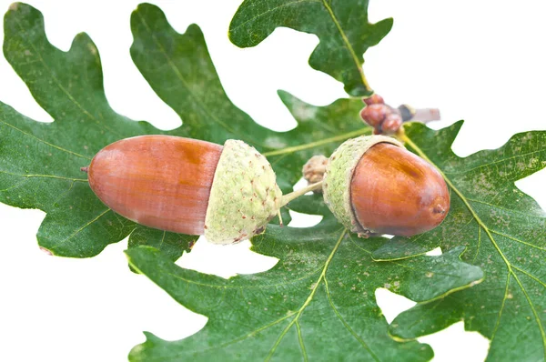 stock image The acorns