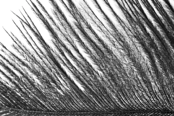 Black feather — Stock Photo, Image