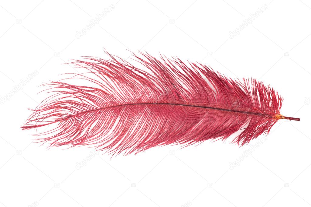Red feather — Stock Photo © LCalek #8164122