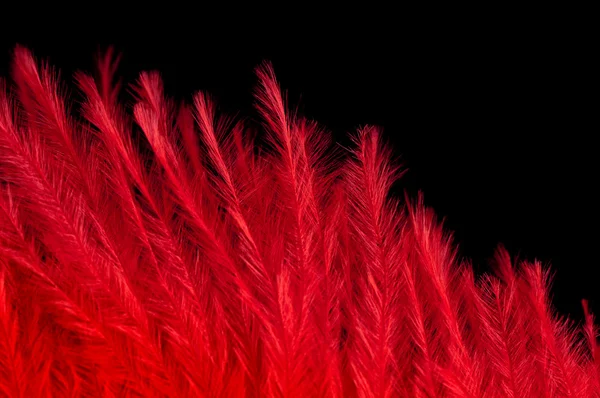 Pluma roja — Foto de Stock