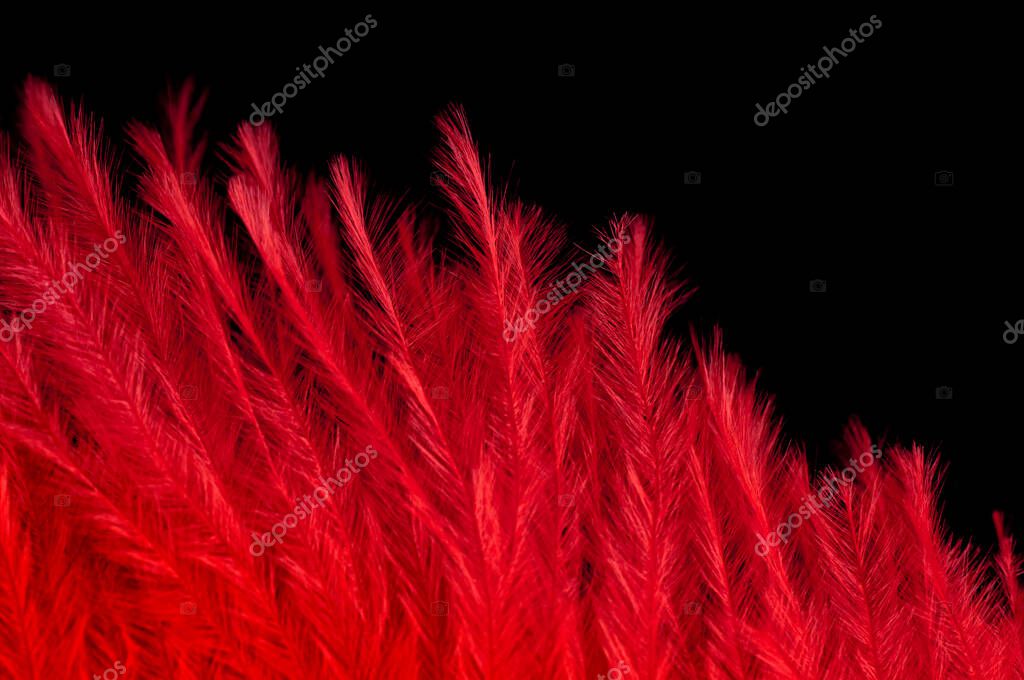 Plume rouge — Photographie LCalek © 8171836
