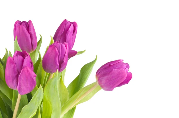 The tulips — Stock Photo, Image