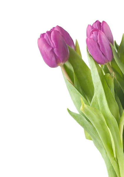 Los tulipanes rosados — Foto de Stock