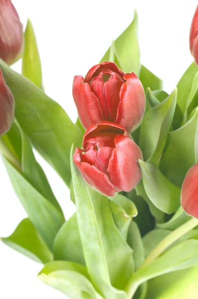 Los tulipanes rojos — Foto de Stock