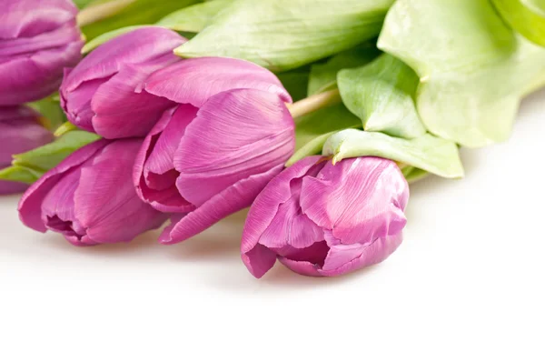 De rosa tulpanerna — Stockfoto