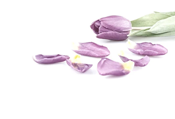 A lila tulipán — Stock Fotó