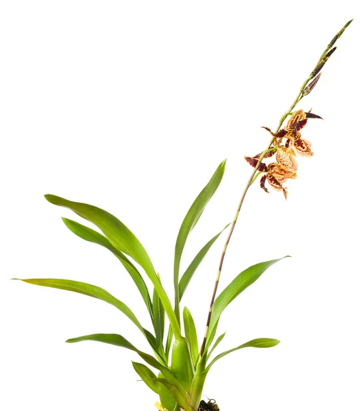 Orquídea sobre fondo blanco  . — Foto de Stock