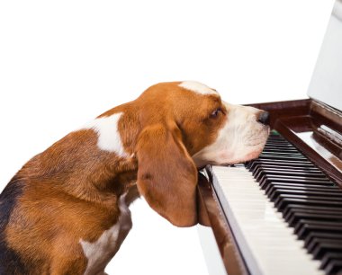 Dog playing the piano clipart