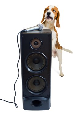 şarkı söyleyen köpek
