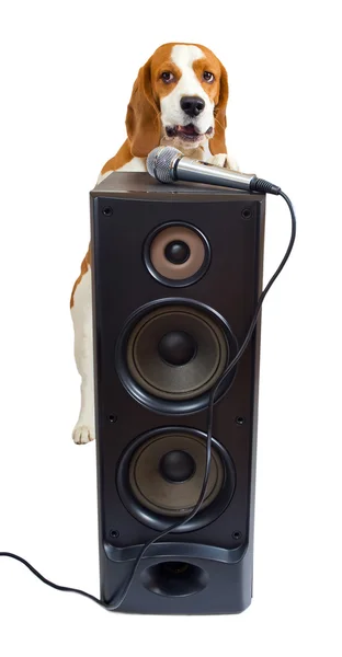 Śpiewający pies — Zdjęcie stockowe
