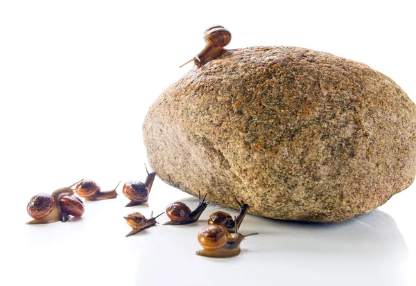 stock image The leader on a stone addresses to crowd .