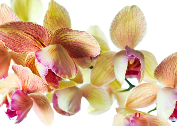 Orchidea na białym tle . — Zdjęcie stockowe