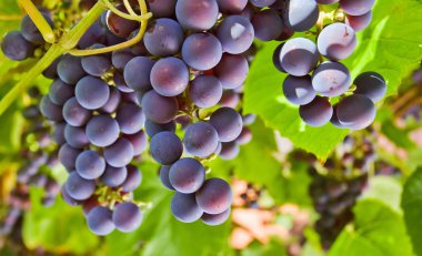 Grape in vineyard clipart