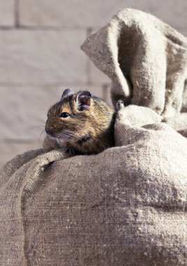 Degu (Octodon degus)