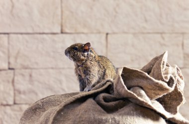 Degu (Octodon degus) clipart