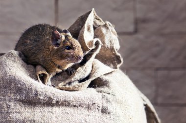 Degu (Octodon degus)