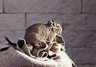 Degu (Octodon degus)