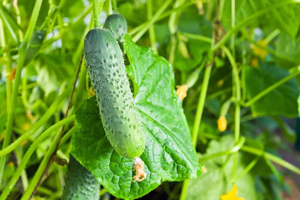 Cucumbers in a hothouse. — Stock Photo, Image