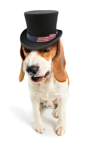 Cão malicioso em um chapéu do tio Sam — Fotografia de Stock