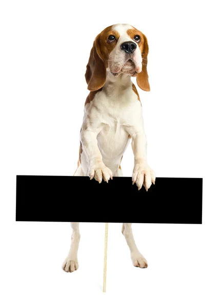 Beagle sur fond blanc . — Photo