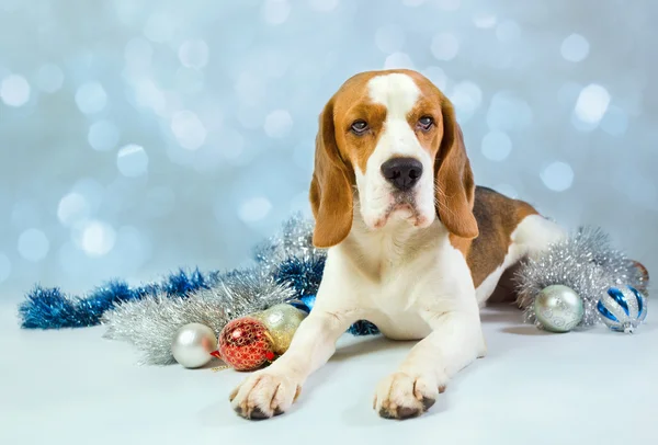 Beagle και χριστουγεννιάτικα στολίδια — Φωτογραφία Αρχείου