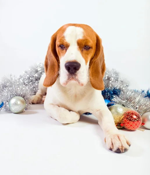 Beagle ve yılbaşı süsleri — Stok fotoğraf