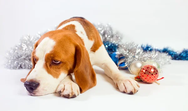 Ledsen hund — Stockfoto