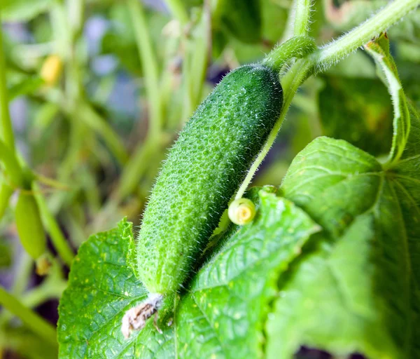 stock image Small cucumber