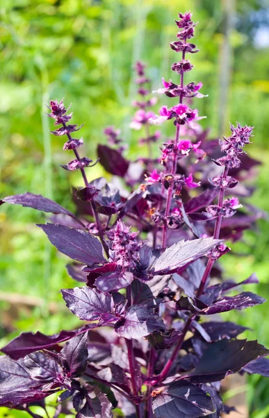 stock image Violet basil