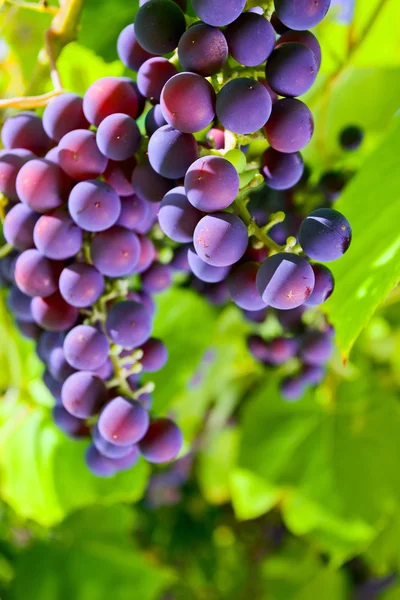 Красный виноград . — стоковое фото