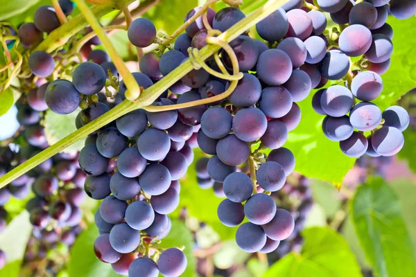 Красный виноград . — стоковое фото