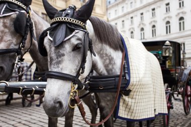 Horses in Vienna. clipart