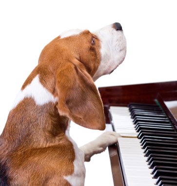 Dog playing the piano. clipart