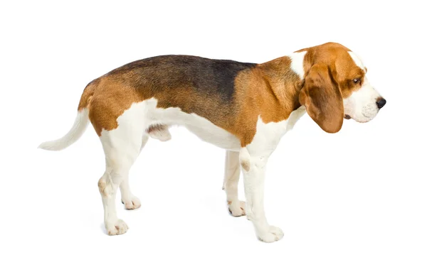 Beagle on a white background. — Stock Photo, Image