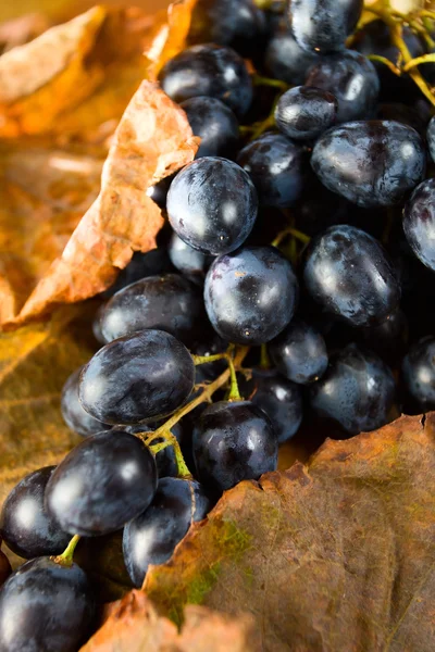 Stock image Ripe red grape.