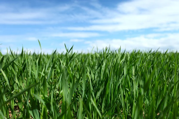 Grass in a sunny day. — Stock Photo, Image