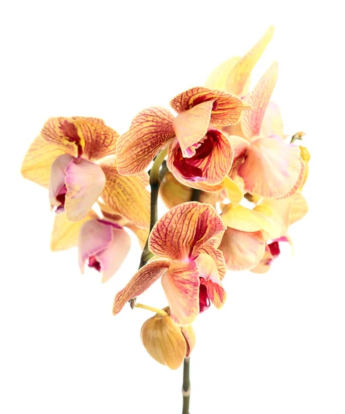 Orchidée sur fond blanc  . — Photo
