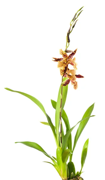 Orchid on a white background . — Stock Photo, Image