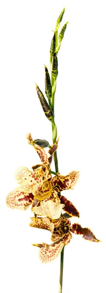 Орхідея на білому фоні  . — стокове фото