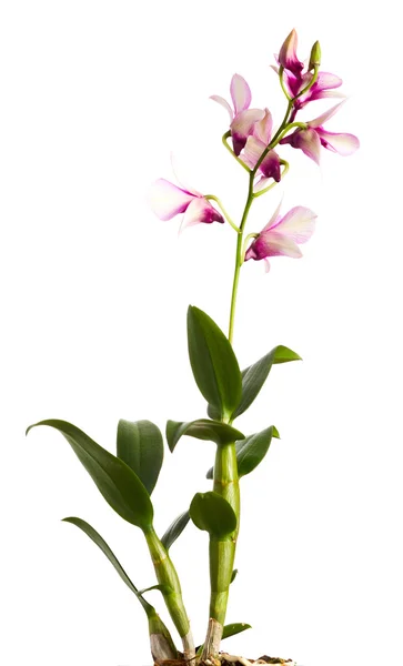 stock image Pink orchid