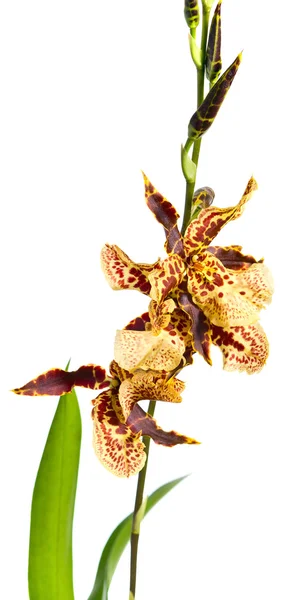 Орхідея на білому фоні  . — стокове фото