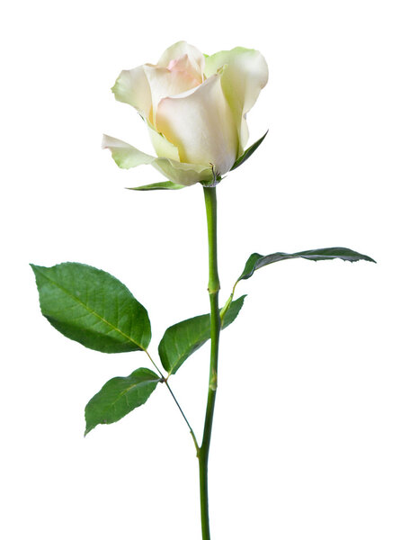 White rose on a white background.